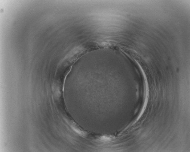 X0000066510566200603241309