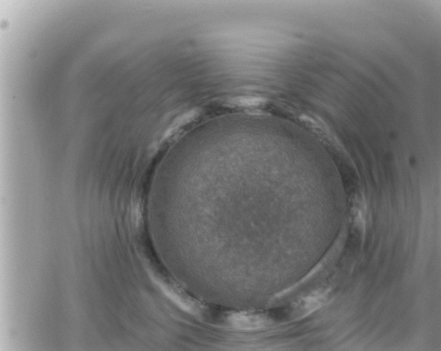 X0000066510568200603241309