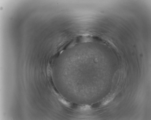 X0000066510576200603241310