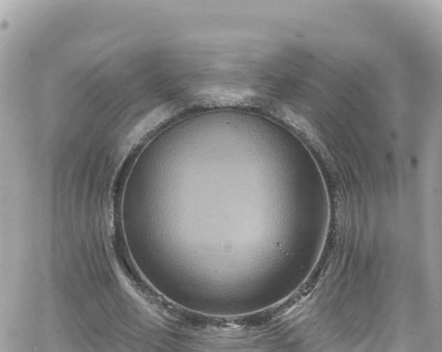 X0000066510582200603241309