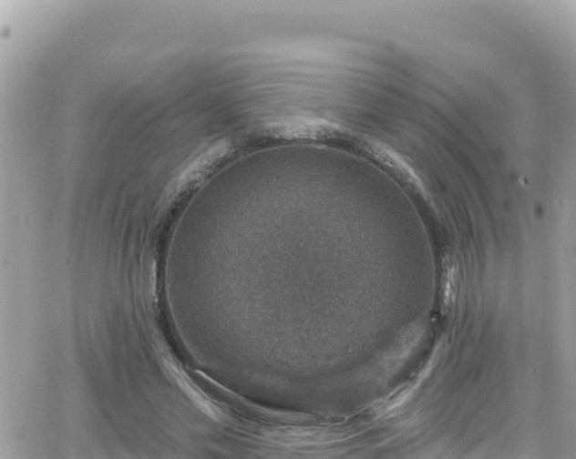 X0000066510589200603241309