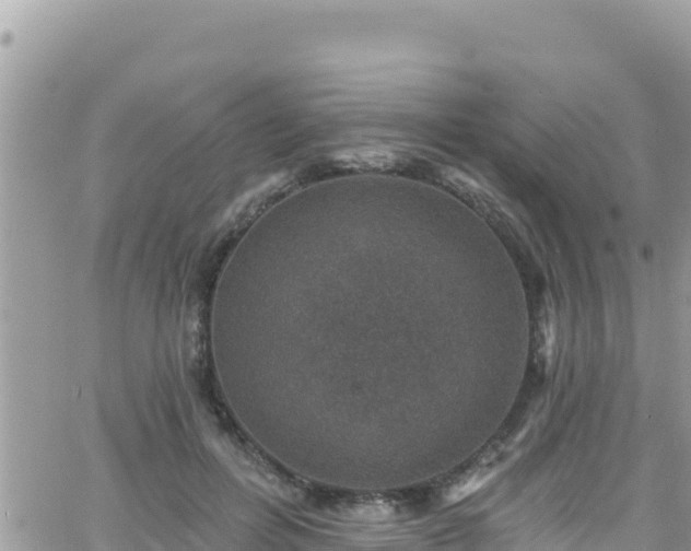 X0000066510600200603241308