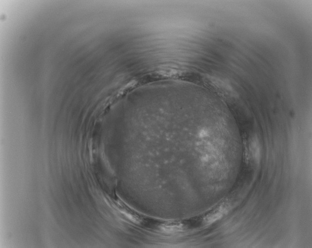 X0000066510606200603241308