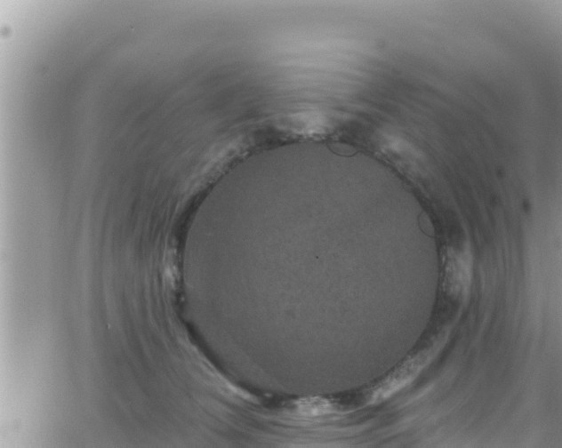 X0000066510612200603241308