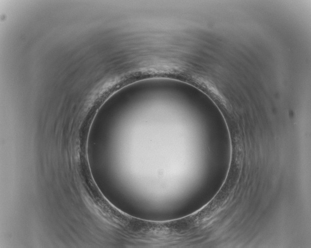 X0000066510631200603241307