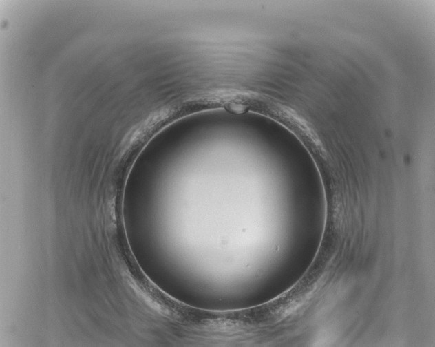 X0000066510633200603241307