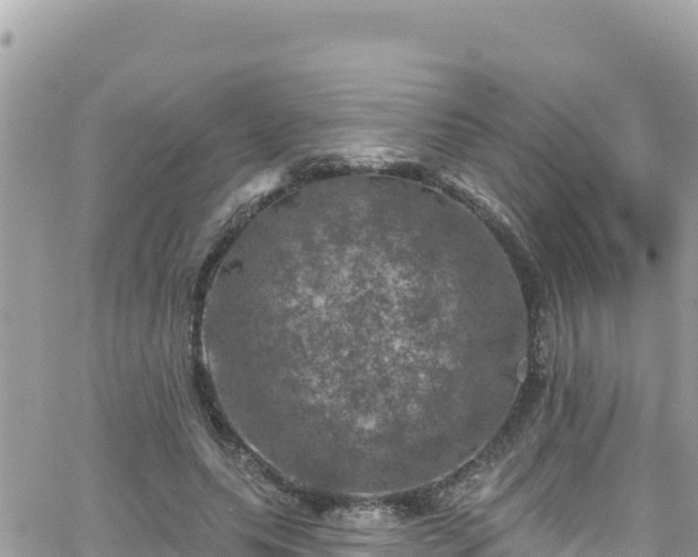 X0000066510639200603241307