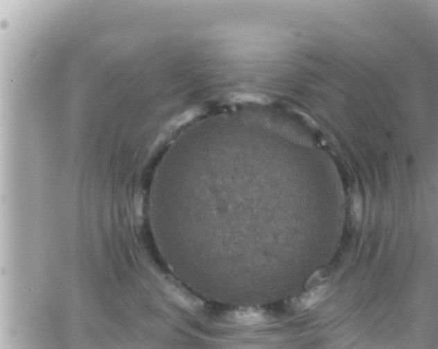 X0000066510668200603241308