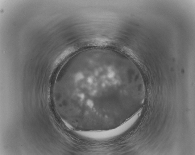 X0000066510679200603241307