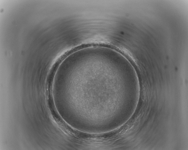 X0000066510680200603241307