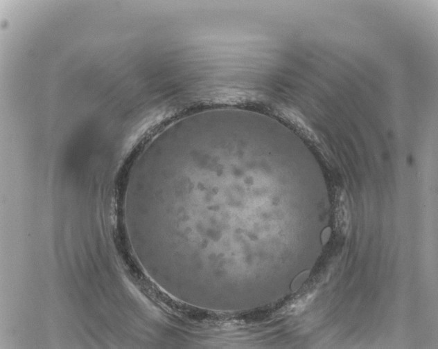 X0000066510683200603241307