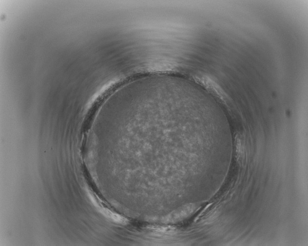 X0000066510684200603241307