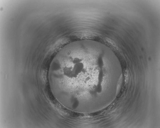 X0000066510695200603241307