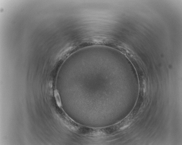 X0000066510696200603241307