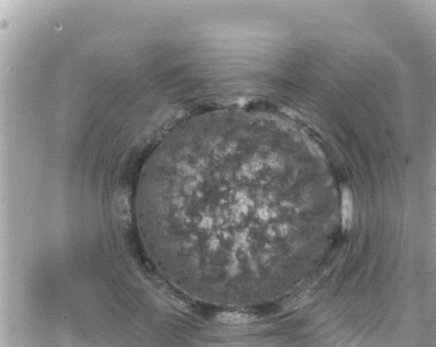 X0000066510699200603241307