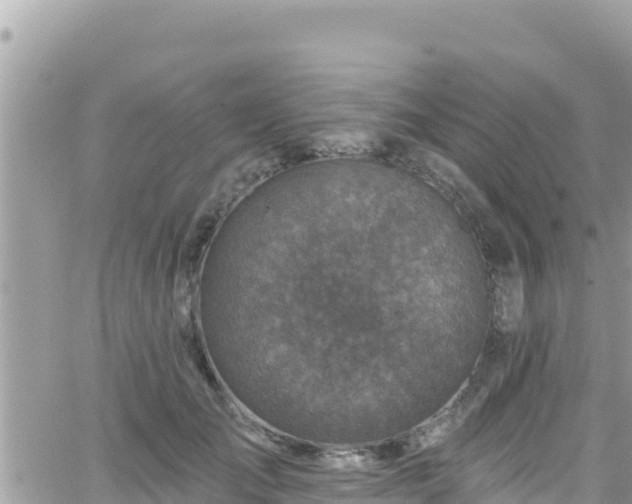 X0000066510701200603241307