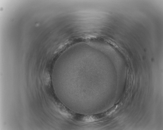 X0000066510704200603241307