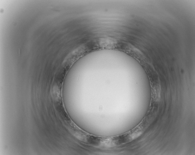 X0000066510705200603241307