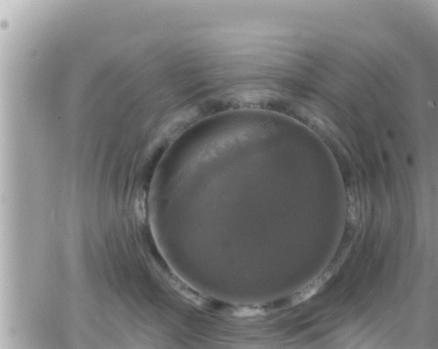 X0000066510718200603241306