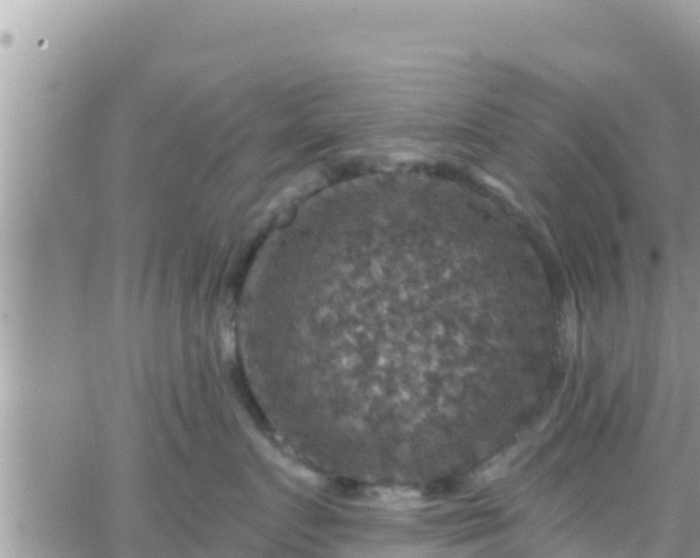 X0000066510719200603241306