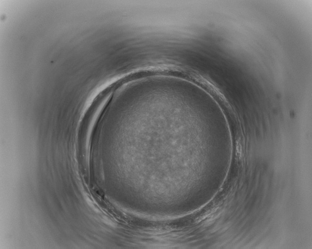 X0000066510724200603241306