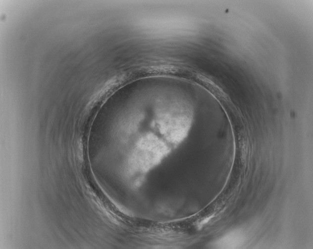 X0000066510729200603241306