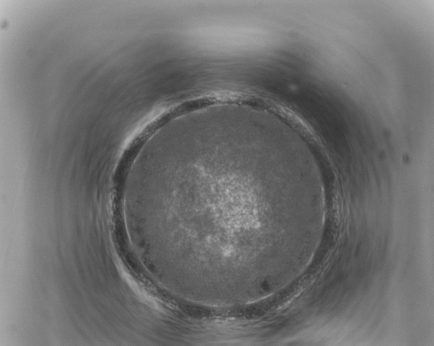 X0000066510730200603241306