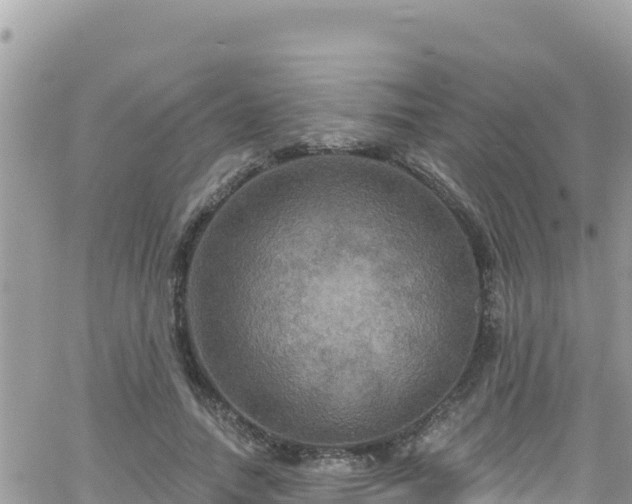 X0000066510738200603241306