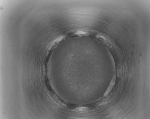 X0000066510748200603241306