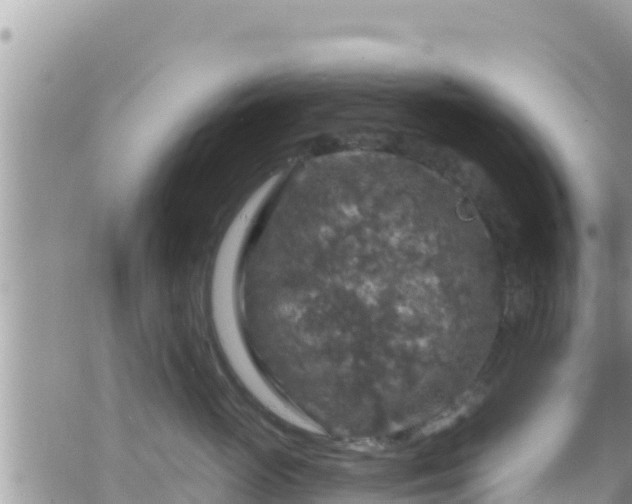 X0000066510765200603241306