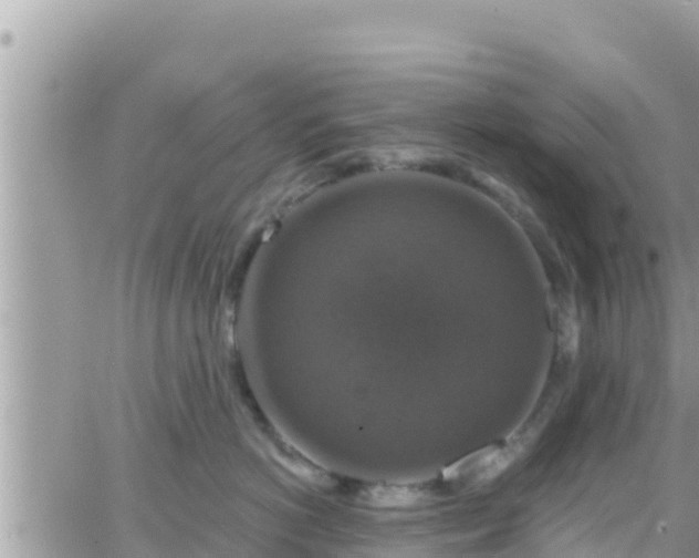 X0000066510766200603241306