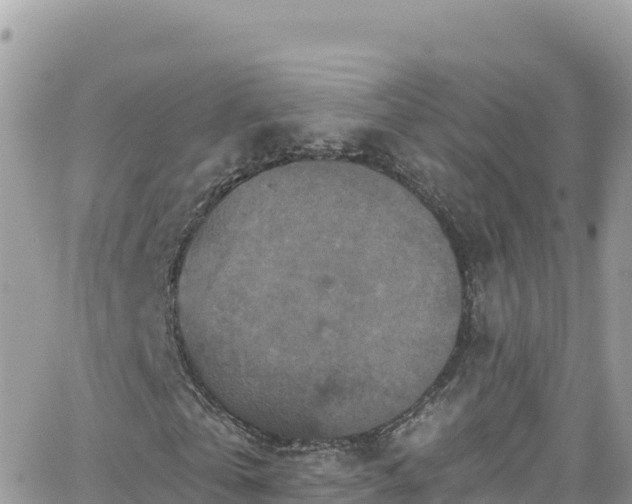 X0000066510769200603241306