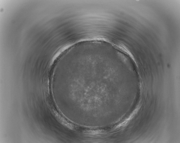 X0000066510781200603241305