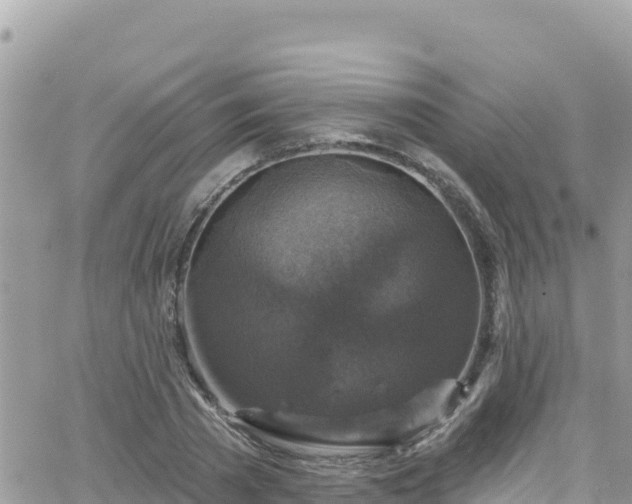 X0000066510785200603241305