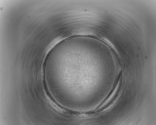 X0000066510787200603241305