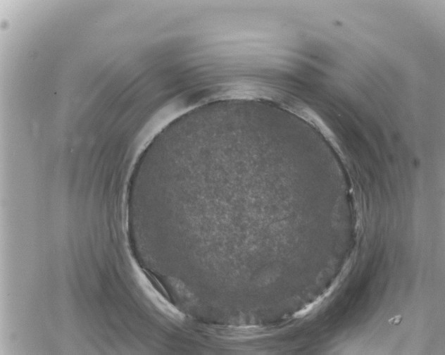 X0000066510795200603241305