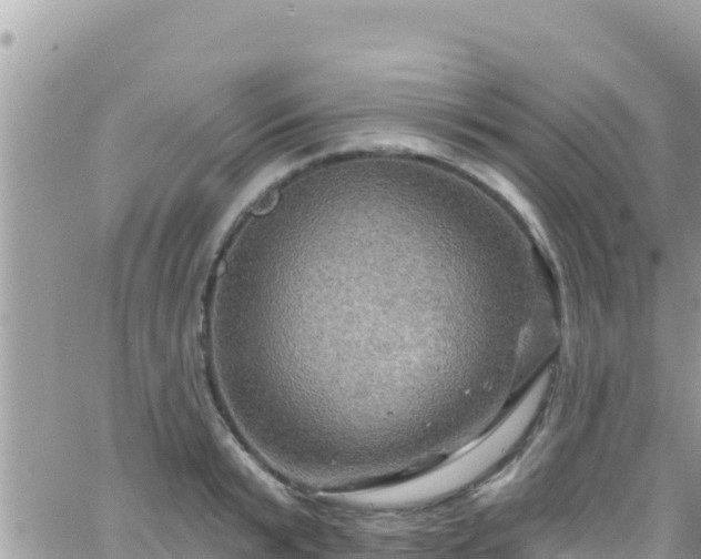 X0000066510799200603241305