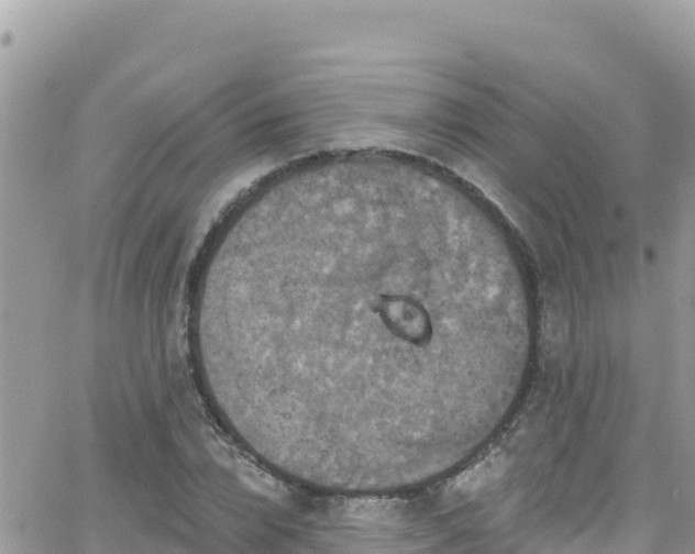 X0000066510832200603241304