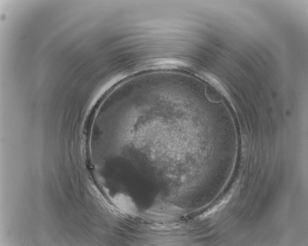 X0000066510835200603241304