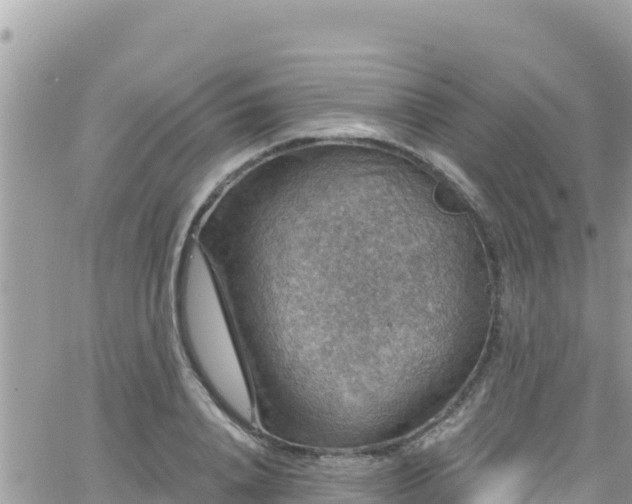 X0000066510840200603241304