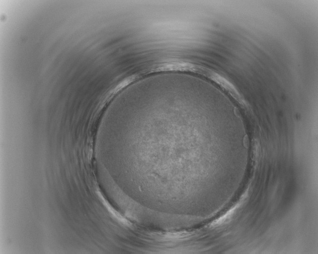 X0000066510841200603241304