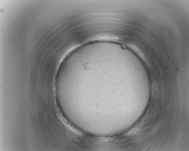 X0000066510848200603241305