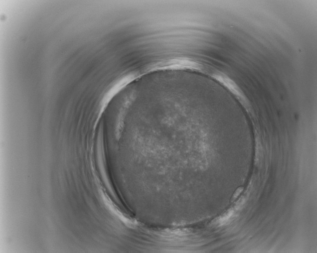 X0000066510850200603241305