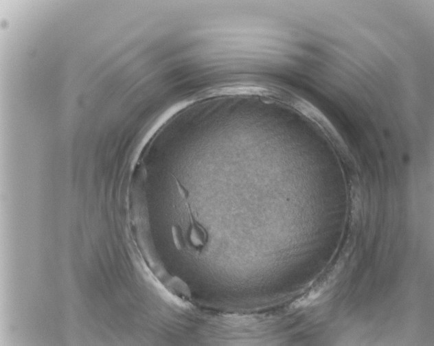 X0000066510852200603241305