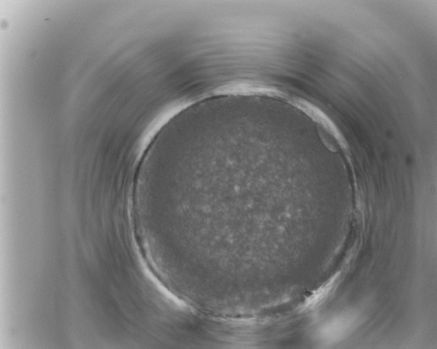 X0000066510855200603241305