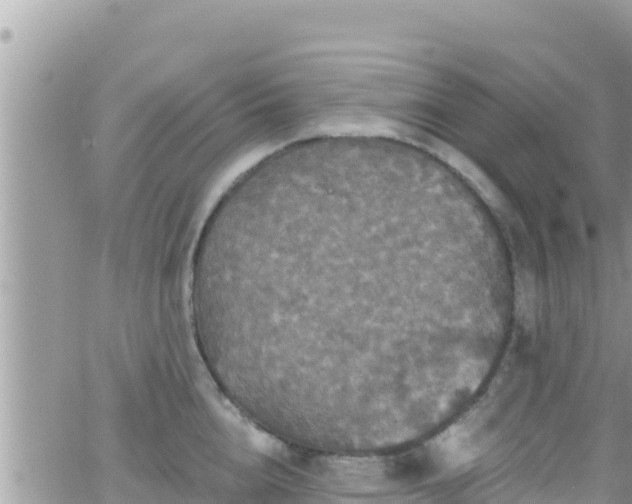 X0000066510856200603241305