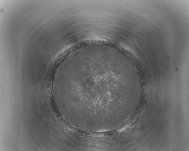 X0000066510870200603241304