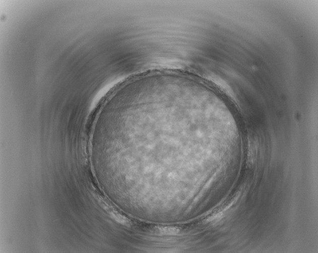 X0000066510878200603241304