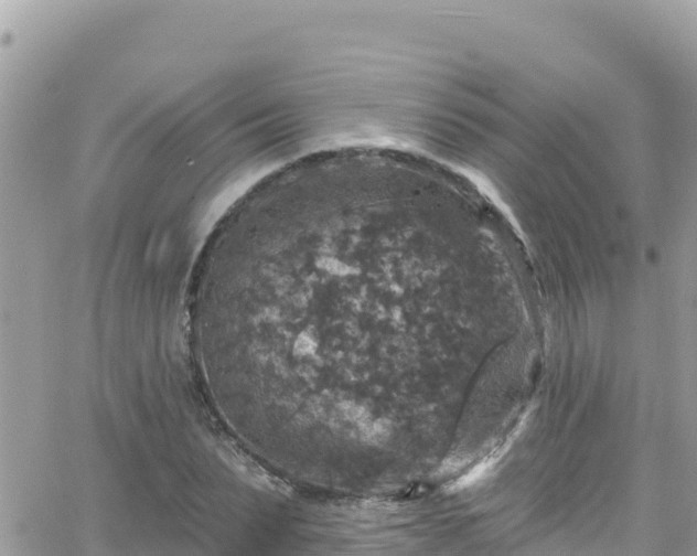 X0000066510879200603241304