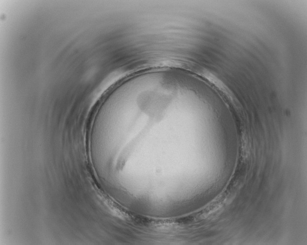 X0000066510886200603241304